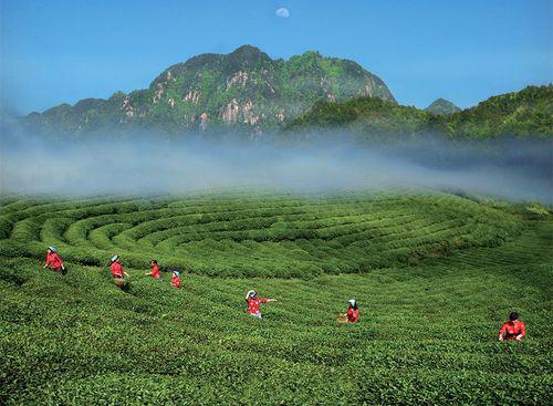 雲霧茶田