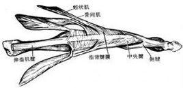 指背腱膜
