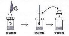 採取樣本