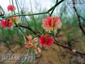 小葉栒子白毛變種