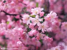 冬櫻花形態圖片
