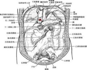 腹膜外組織