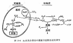 葉綠體