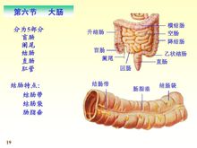 大腸