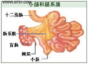 腸系膜脂肪炎
