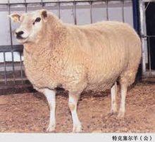 母羊繁殖障礙