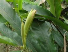 Alpinia katsumadai Hayata&amp;nbsp