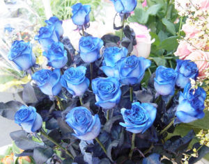 Blue rose