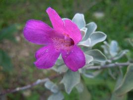 玉芙蓉[仙人掌屬植物]