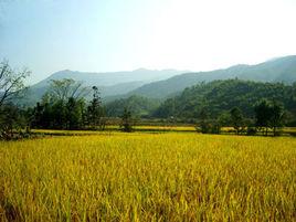 齊賢村[江西省石城縣橫江鎮齊賢村]