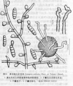 黃花稔生針殼炱