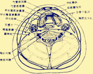 咽後間隙