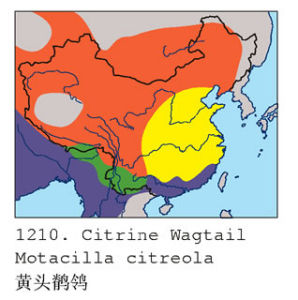 黃頭鶺鴒的分布