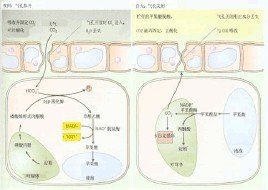 CAM途徑