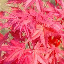 日本紅楓紅舞姬