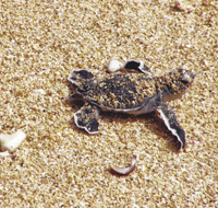 大西洋蠵龜