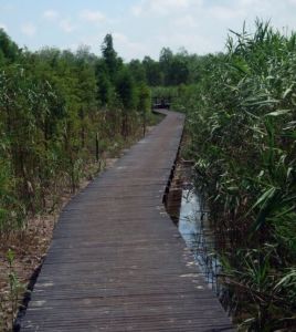 崇明島國家地質公園