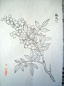 黃花毛蕊杜鵑