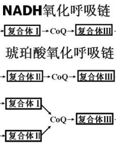 呼吸鏈