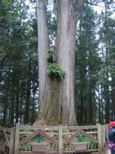 固桐晟阿里山神木