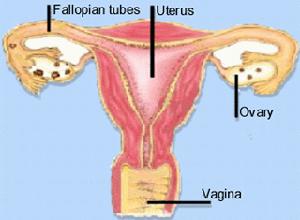 女性生殖道多部位原發癌