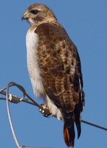 澤鳶