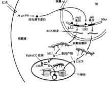 最終怎樣導致光形態建成的？