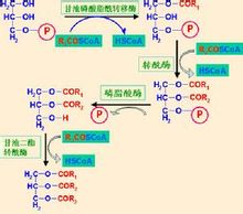 甘油三脂的合成