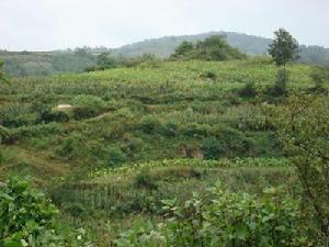 馬宗嶺村