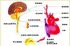 心血管活動的神經體液調節