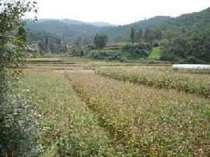 稗子沖自然村玉米種植業