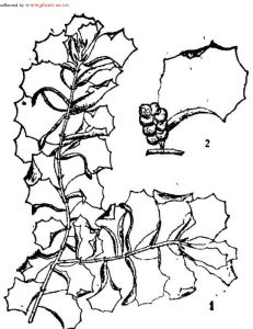 細鱗苔科植物