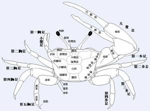 秀麗招潮蟹