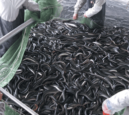 （圖）中國徐龍食品集團