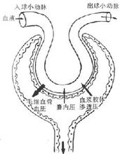 有效濾過示意圖