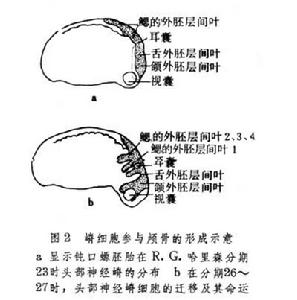 神經嵴