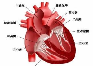 頑固性心衰