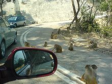 （圖）公園馬路上通常滿布猴群。