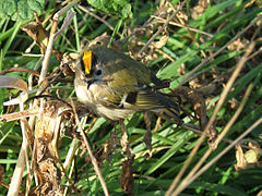 kinglet