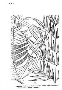 溪邊鳳尾蕨（原變種）