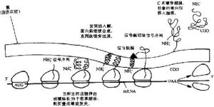 進行性肌營養不良症