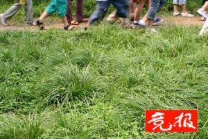 北大校園裡遊人經常從草坪上穿過,踩出來一條小路