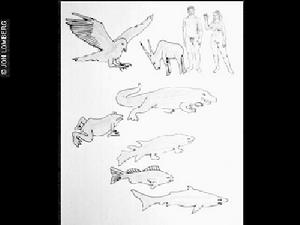 （圖）脊椎動物進化過程