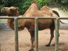 衡陽動物園1