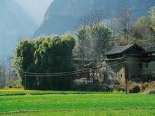 大樹村[雲南省楚雄州元謀縣江邊鄉下轄村]