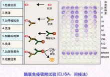 免疫診斷方法