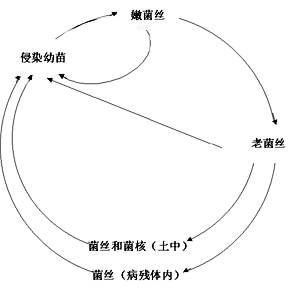 棉花立枯病病害循環示意圖