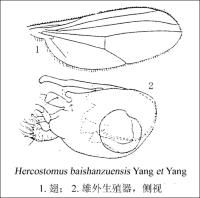 百山祖寡長足虻