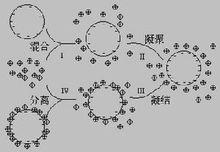 生物醫用高分子微球