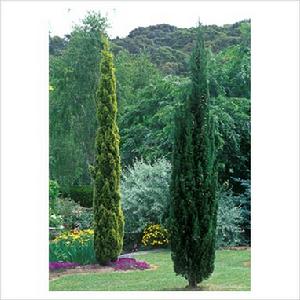 Cupressus sempervirens